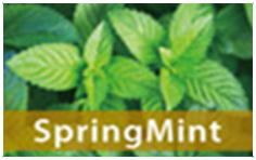springmint