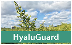 hyalu