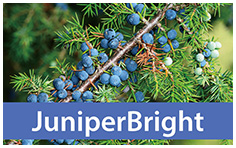 juniper