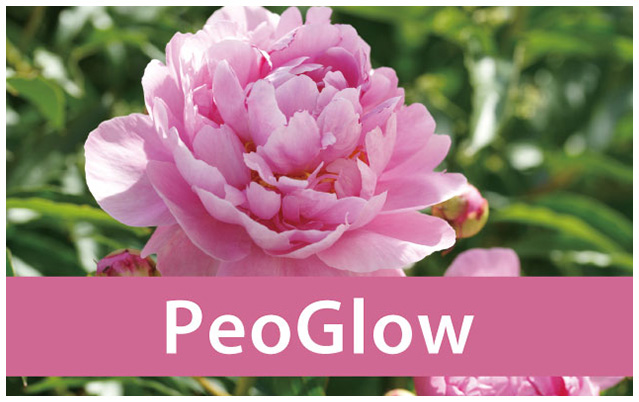 PeoGlow