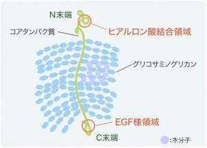 プロテオグリカン 効果