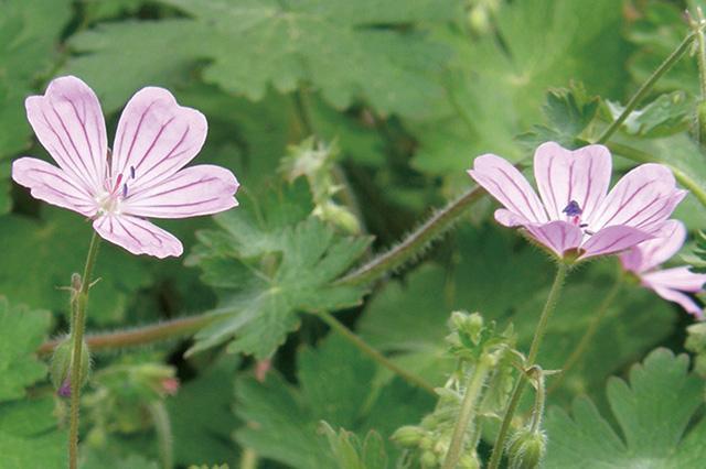 Geranium Robertianum extract / The untold stories of product development