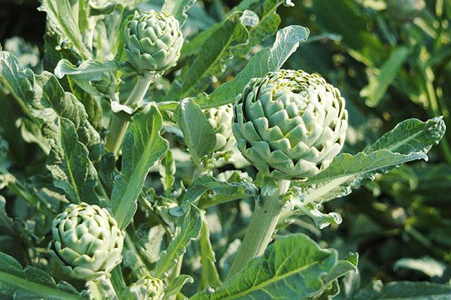 Artichoke Leaf Extract / The untold stories of product development