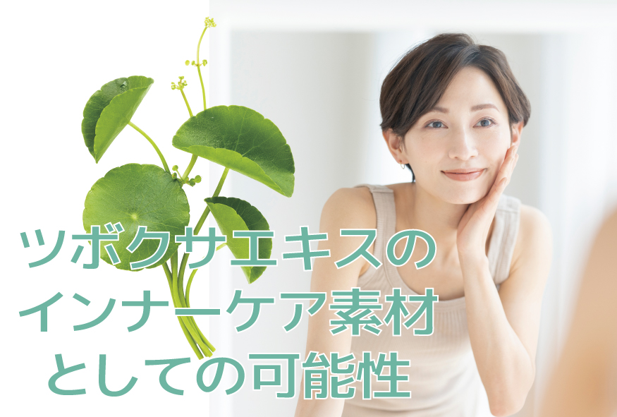 【美容食品】「塗るCICA」から「食べるCICA」へ：ツボクサエキスのインナーケア素材としての可能性